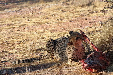 Cheetah eating prey - Namibia, Africa