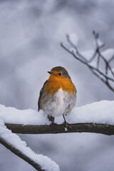 Rotkehlchen auf Ast Winter II