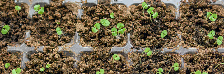 Seedlings in the spring in the sun. Young sprouts. The view from the top.