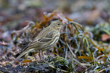Eurasian rock pipit (Anthus petrosus)