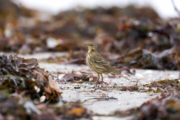 Eurasian rock pipit (Anthus petrosus)