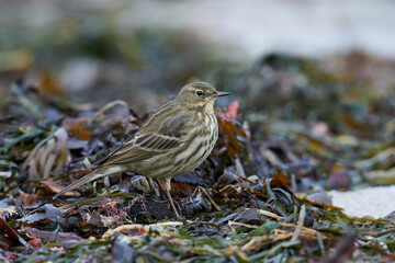 Eurasian rock pipit (Anthus petrosus)
