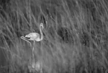 Greater Flamingo in the grasses of Asker marsh, Bahrain
