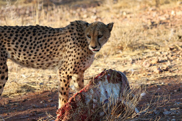 Fototapeta na wymiar Cheetah eating prey - Namibia, Africa