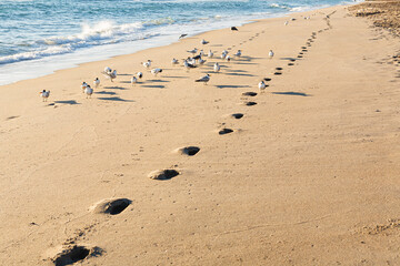 Jogger footprints along the beach shoreline in the early morning