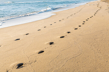 Jogger footprints along the beach shoreline in the early morning