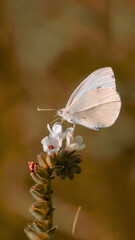 One white cabbage butterfly on a white wild meadow flower ready to fly close-up macro. Sunset time. Selective focus with brown blurred background. Beautiful summer meadow, inspiration nature.