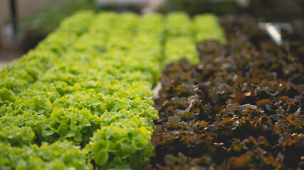 Green oak and Red Oak lettuce growing in plastic pipes at Smart farms with hydroponics systems are modern farming for healthy and quality in smart agricultural and smart farming concepts