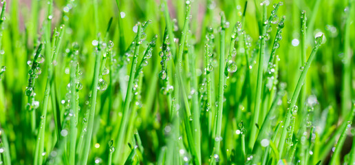 Fototapeta premium Wide banner made of wet lush green grass with water drops on leaves at summertime for text. Natural layout green grass textured