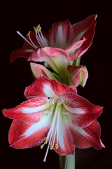 red and white Amaryllis flowers on stem, on black background