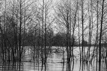 Obraz premium Floods of the river Meuse during winter in the national park Eijsder Beemden near Maastricht, after heavy rain fall and melting snow in the Ardennes. It gives amazing reflections with the trees 