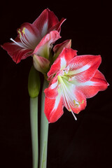 red and white Amaryllis flowers on stem, on black background