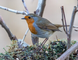 robin on branch