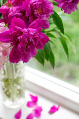 Close up view of peony flowers and fallen petals in vase as cosy home concept