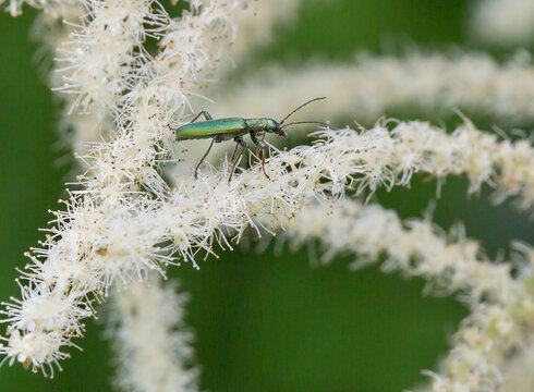 Narrow-wing beetle. Chrysanthia viridissima
 Dimensions 57 mm. The top is metallic green or blue. Adults feed on pollen, and larvae feed on dead hardwood.