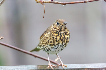 thrush on a branch