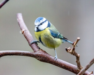 Fototapeta premium bluetit on branch