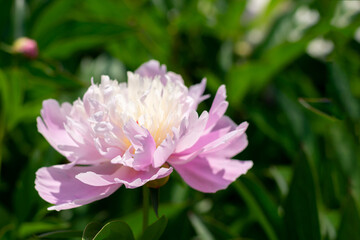Blooming opened peony flower growing in the garden. Seasonal flowers