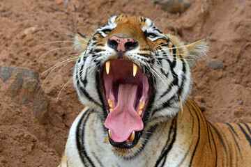 Brown and white tiger showing tongue