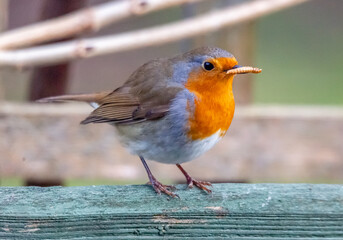 robin on a fence