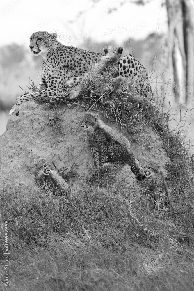 Wall mural The cheetah (Acinonyx jubatus), also known as the hunting leopard, mother with cubs on the termite hill.Cheetahs in black and white.