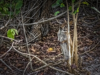 Cottontail Reaching the Tender Buds in the Woods