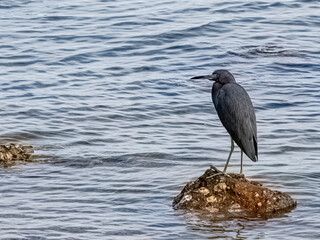 Portrait of a Little Blue Heron on a Coquina Rock