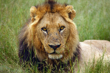 The Southwest African lion or Katanga lion (Panthera leo bleyenberghi) in the grass. Big lion with dark mane in the green grass in the savanna.Portrait of an african lion in the green.