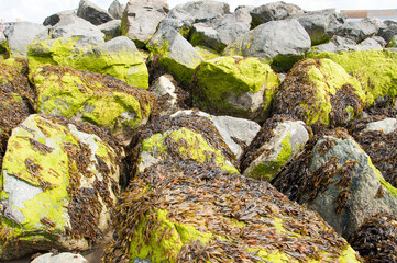 moss on the rocks