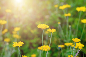 Countryside field with lot of yellow anthemis tinctoria flowers also called as dog-fennel or mayweed on bright sunlight.Close up view.