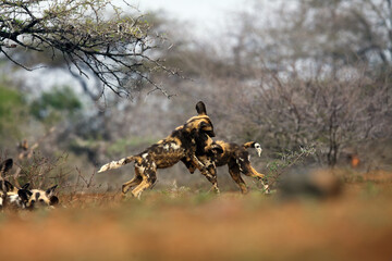 The African wild dog, African hunting dog or African painted dog (Lycaon pictus), playing puppies in the dry savannah among thorny bushes.