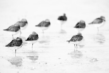 A highkey image with Dunlins resting at Busaiteen coast, Bahrain