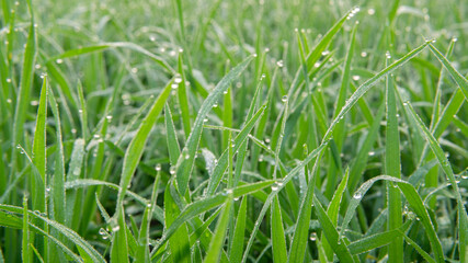 Dew drops on morning shine on rice field.