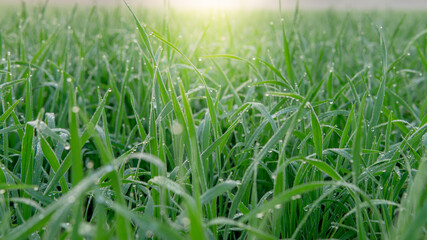 Dew drops on morning shine on rice field.