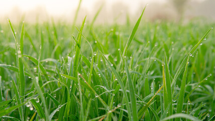 Dew drops on morning shine on rice field.