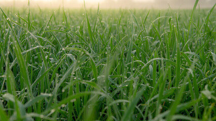 Dew drops on morning shine on rice field.