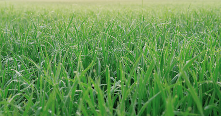 Dew drops on morning shine on rice field.