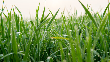 Dew drops on morning shine on rice field.