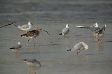 A Eurasian curlew in between black-headed gulls at Busaiteen coast, Bahrain
