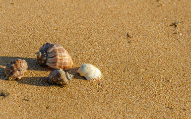 Seashells on the sand of the sea beach on a sunny day.