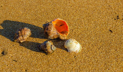 Seashells and rapanas on the sand of the beach.