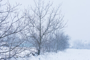 There is a blizzard and snowfall outside. The trees are covered with snow during a blizzard. A lot...
