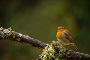 Erithacus rubecula