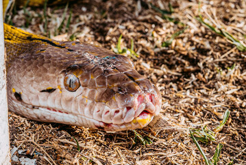 snake in the grass - serpiente