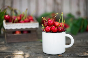 Ripe Organic Freshly Picked Sweet Cherries in Vintage Enamel Mug on Green Foliage Garden Nature Background. Summer Harvest Vitamins Clean Eating Freshness Vegan. Poster Banner Template