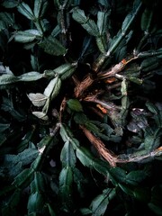 Abstract image of green cactus leaves.