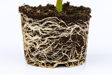 Bell pepper seedling with a well-developed root system on a white background. Root, stem of pepper...