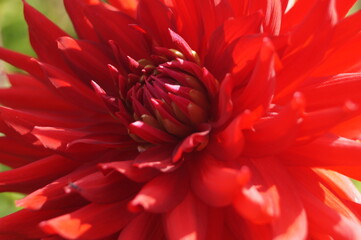 red dahlia flower macro