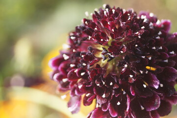 close up of a purple flower
