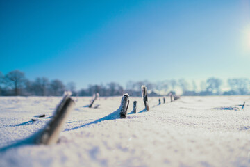 Winter snow covers a field of corn stubble after harvest